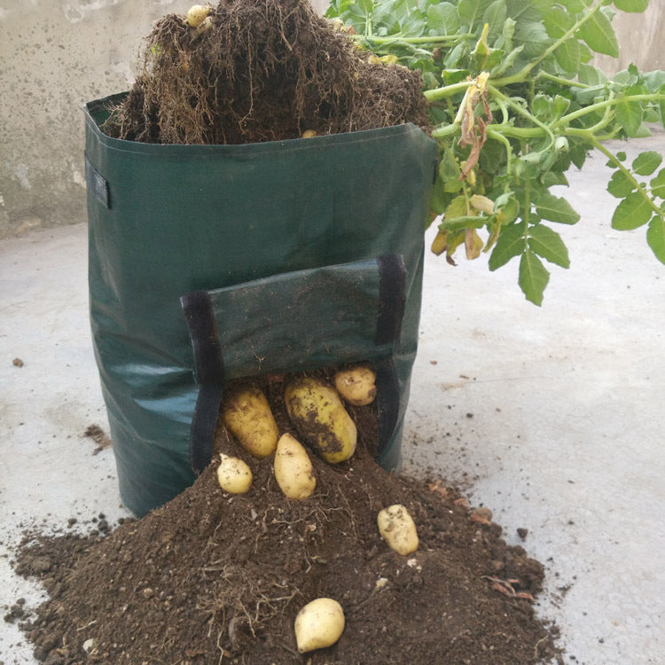 No Room for a Vegetable Plot? Then Grow Potatoes in a Bag