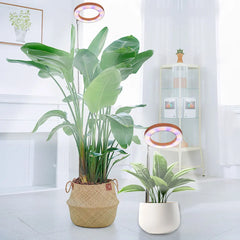 LED Plant Grow Light with 72 LEDs, Full Spectrum, Adjustable Height, for Large Indoor Plants, Auto Timer & Brightness Control